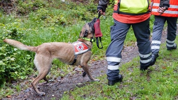 Ein Rettungshund zieht an einem Spielzeug.  