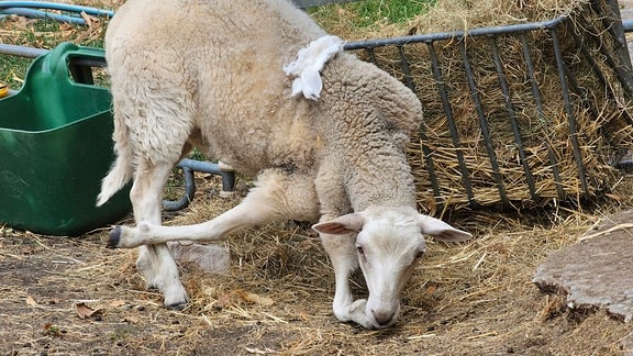 Das sechsbeinigen Schaf Dolly steht mit hochgebundenem Bein auf der Aussenanlage der Leipziger Uni-Tierklinik.