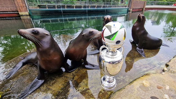 Seelöwen sitzen im Leipziger Zoo hinter einem Pokal und einem Fußball
