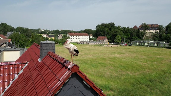Ein Storch steht auf einem Dachsims.