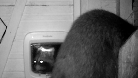 Zwei Waschbären in einer Futterbox von einer Wildtierkamera aufgenommen. 