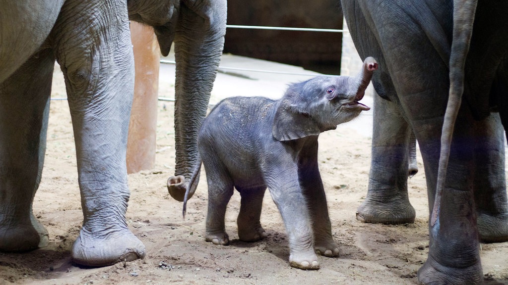 elefantenjunge kiran im zoo leipzig gestorben mdr de