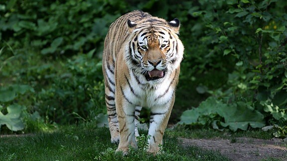 Tiger Tomak auf der Aussenanlage