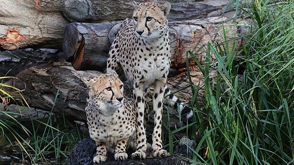 Zwei Geparden im Zoo Leipzig. 