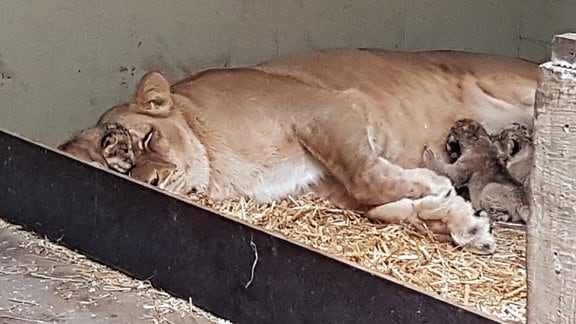 eine Löwenmutter mit ihren Jungtieren im Zoo