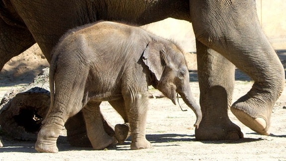 Zoo Leipzig taufte am Sonnabend das vierte Elefantenbaby auf Savani. Das weibliche Kalb ist sechs Wochen alt.