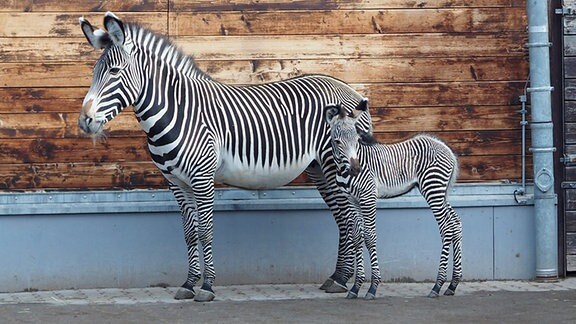 Ein ausgewachsenes Zebra und ein Jungtier und zwei Giraffen in einem Zoo. 