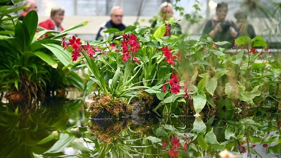 Rotblühende Orchideen auf einer Insel in einem Wasserbecken auf der Leipziger Orchideenschau im Botanischen Garten. 