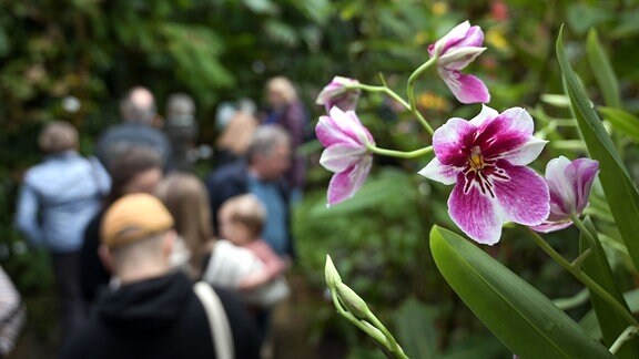Im Botansichen Garten Leipzig werden derzeit Orchideen gezeigt. 