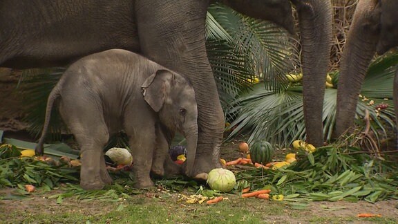 Das Elefantenmädchen Bao Ngoc im Leipziger Zoo