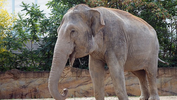 Die 40 Jahre alte und 3,4 Tonnen schwere Elefantenkuh Don Chung ist am Mittwochnachmittag mit einem Spezialtransporter im Tierpark Cottbus angekommen.