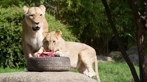 Mit einer Fleischtorte und Gästen hat der Zoo Leipzig den ersten Geburtstag seines Löwenquartetts Malu, Bahati, Themba und Amaru gefeiert.