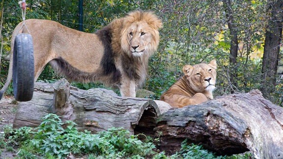 Löwenkater Majo und Löwin Kigali im Zoo Leipzig.