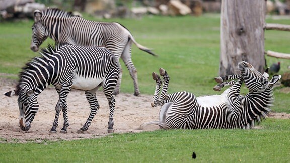 Grevy-Zebras genießen den Morgen in der Kiwara Savanne im Zoo Leipzig.
