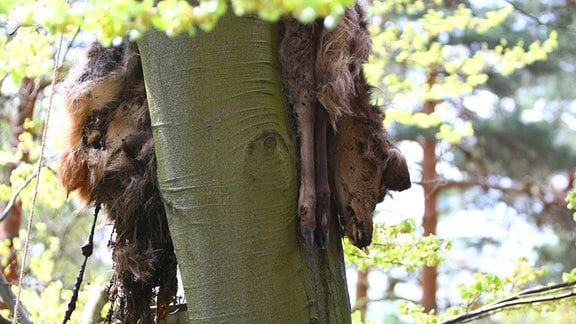 Ein Hirschkuh-Kadaver hängt im Geäst eines Baumes.
