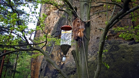 Ein Hirschkuh-Kadaver hängt im Geäst eines Baumes.