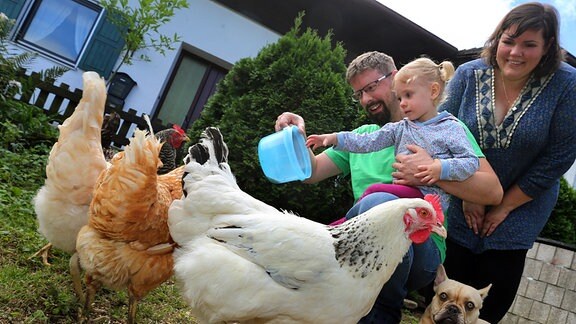 Eltern füttern gemeinsam mit ihrer kleinen Tochter die Hühner in ihrem Garten.