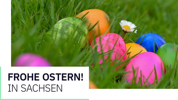 Bunt gefärbte Hühnereier liegen in einer Wiese mit einem blühenden Gänseblümchen. Darauf die Schrift "Frohe Ostern! in Sachsen"