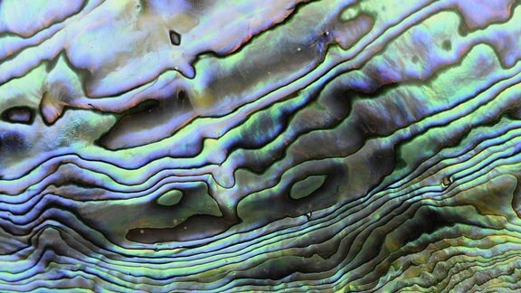Paua Muschel, innere Schicht der Schale, Nahaufnahme des schillernden Perlmutt