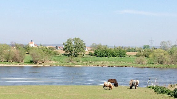 Pferde stehen auf einer Weide an einem Fluss.