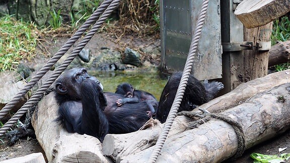 Schimpansin Natascha mit ihrem Nachwuchs auf der Innenanlage von Pongoland