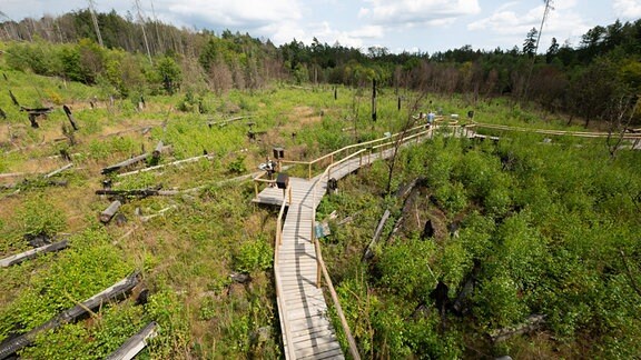 Eine Sachsenforst-Mitarbeiterin steht auf einem neuen Lehrpfad, der durch eine Waldbrandfläche im Nationalpark Sächsische Schweiz führt.