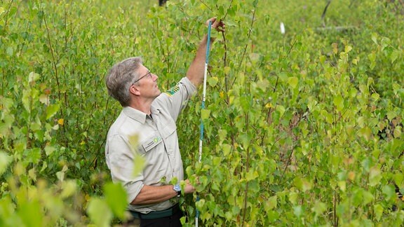 Hanspeter Mayr, Öffentlichkeitsarbeit Sachsenforst, misst auf einer Waldbrandfläche im Nationalpark Sächsische Schweiz die Höhe einer Birke mit einem Zollstock.