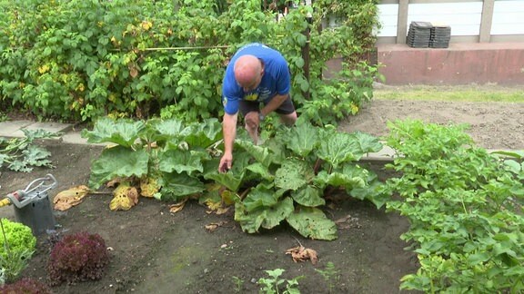 In den Gärten in Sachsen sind im Sommer 2024 besonders viele hungrige Spanische Wegschnecken. Das erleben in Dresden täglich die Kleingärtner Volkmar Göhler (blaues Shirt) und Udo Seifert. Schnecken-Expertin Dr. Heike Reise vom Senckenberg Museum in Görlitz gibt Tipps gegen die Plage. 