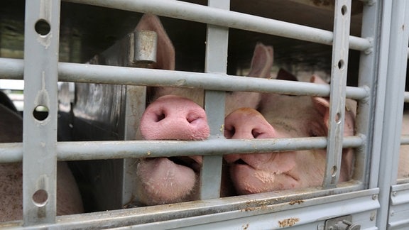 Schweine im Viehtransporter auf dem Weg zum Schlachthof