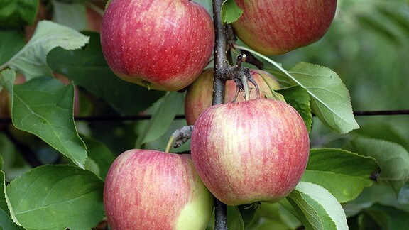 Äpfel der Sorte «Shampion»
