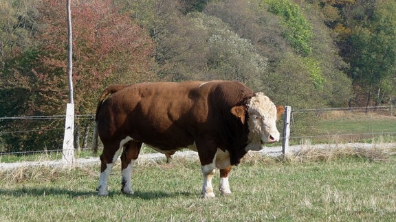 Ein Stier der Rinderrasse Simmentaler Fleckvieh steht auf einer Weide.
