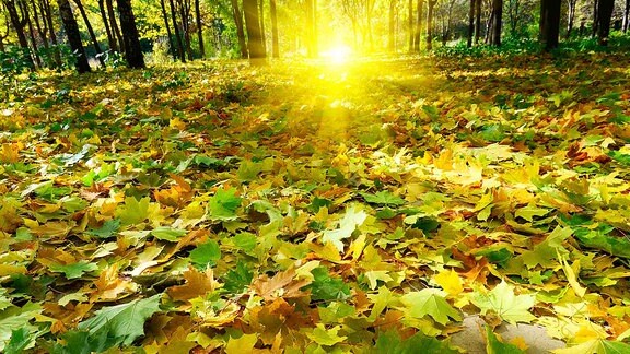 Heruntergefallene Blätter liegen auf dem Boden in einem Wald.