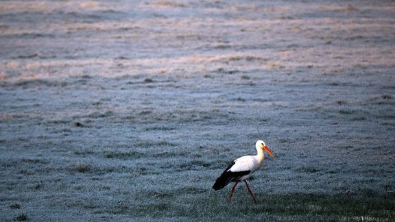 Storch auf einer Winterwiese