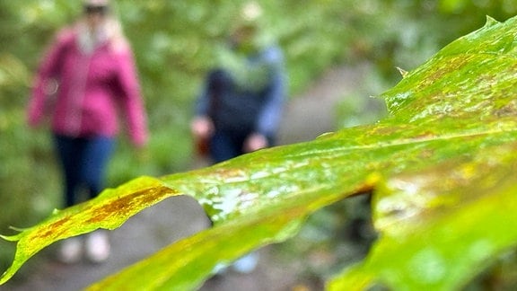 Zwei Menschen spazieren im Wald