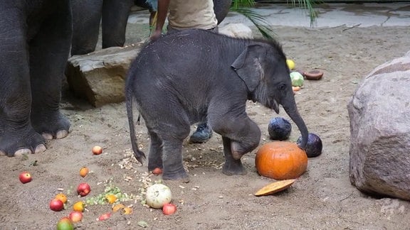 Der kleine Elefant im Zoo Leipzig heißt AKITO. 