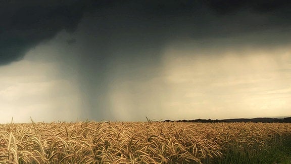 bunter Regenschirm im Getreidefeld bei aufziehendem Gewitter