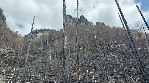 Böhmischen Schweiz nach dem Waldbrand