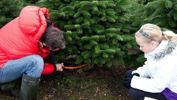 Ein Mädchen hockt neben einem Mann der mit einer Säge einen Weihnachtsbaum fällt.