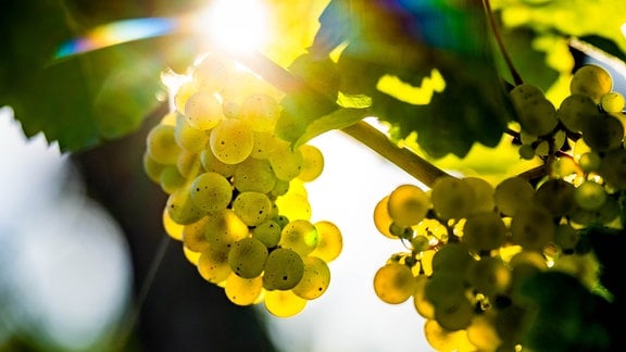 Weintrauben reifen im Licht der späten Nachmittagssone heran.