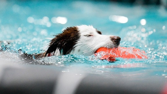 Ein Hund schwimmt.