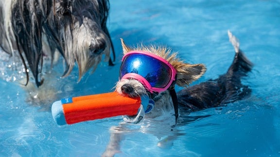 Zwei Hunde im Wasser.