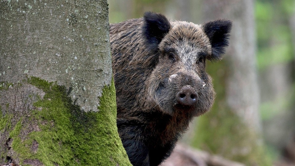 Wildschwein-Angriff: So verhält man sich richtig! | Das Erste