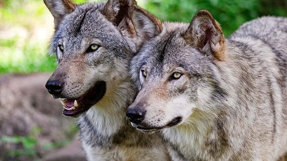 Zwei Wölfe stehen nebeneinander