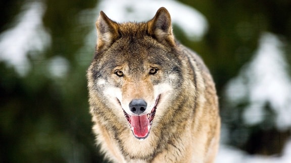Ein Wolf durchstreift eine winterliche Landschaft.