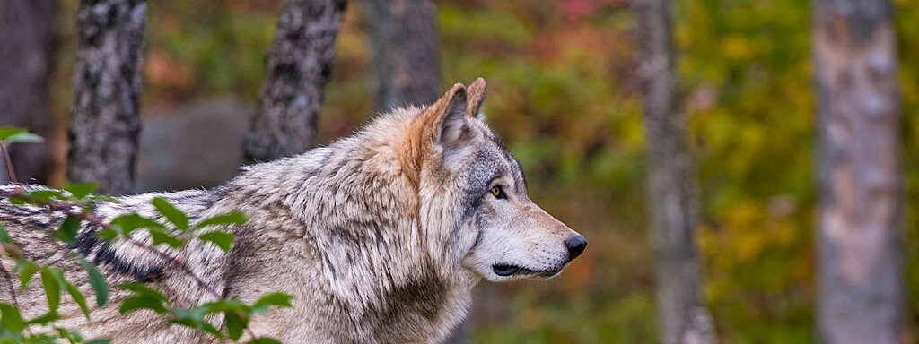Wolfsriss In Der Oberlausitz Mdr De