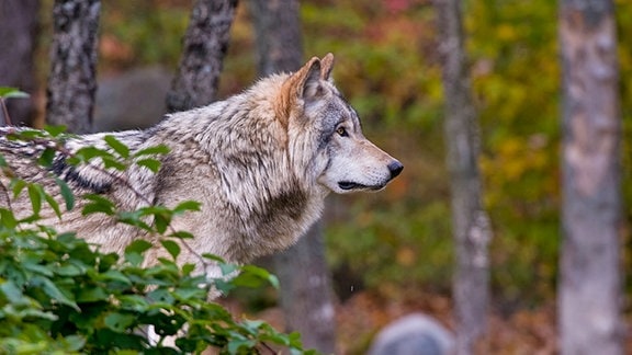 Ein Wolf in einem herbstlichen Wald