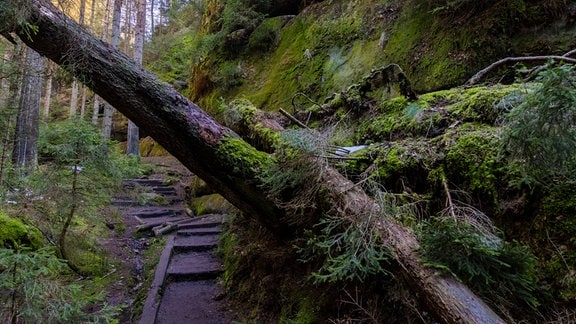 Baumschäden an Wanderweg durch den Schießgrund im Schrammsteingebiet in der Sächsischen Schweiz