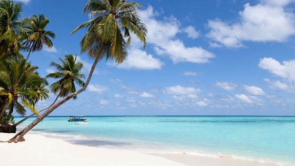 Palmen an einem Sandstrand