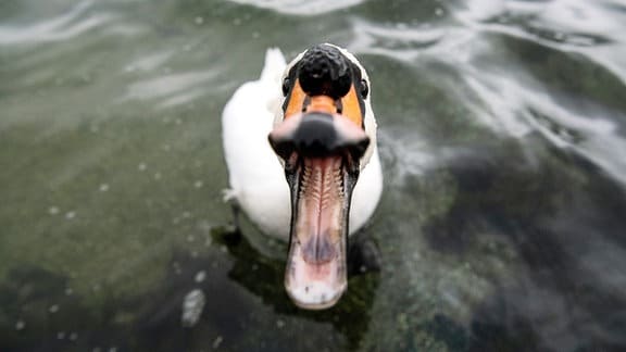 Ein Schwan auf dem Tegernsee schnappt nach Futter.