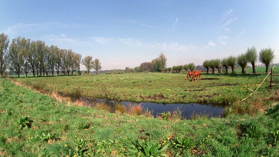 Der Drömling, ein eiszeitliches Schmelzwassertal, war jahrzehntelang durch die sich durch das 30 km beite Becken ziehende innerdeutsche Grenze in seiner Natur geschützt.